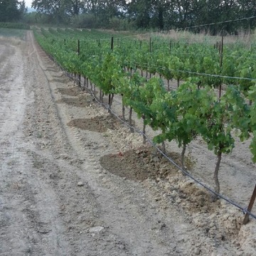 Irrigation goute à goutte